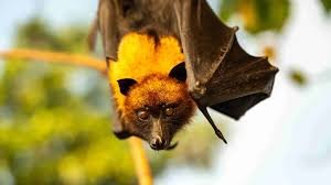 Representação gráfica contextualiza o vírus Nipah, sua origem zoonótica e os esforços institucionais para acompanhar possíveis riscos de disseminação sem evidências de pandemia.