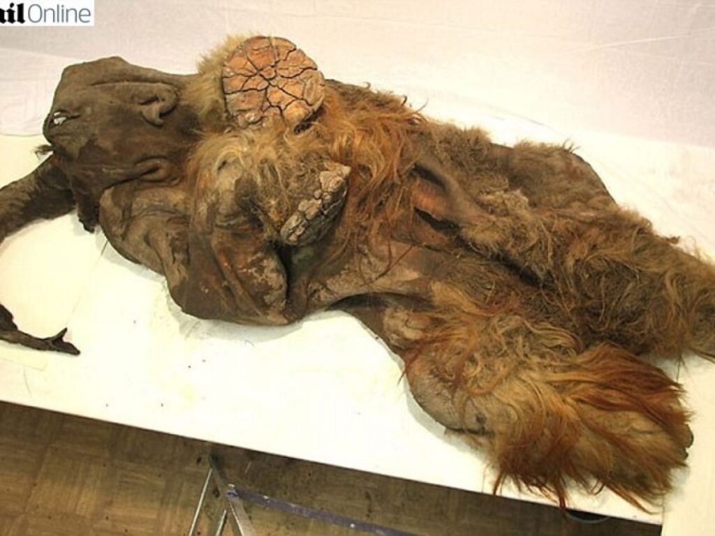 Esqueleto de mamute com aproximadamente 10 mil anos parcialmente exposto durante escavação científica conduzida por pesquisadores especializados em paleontologia.