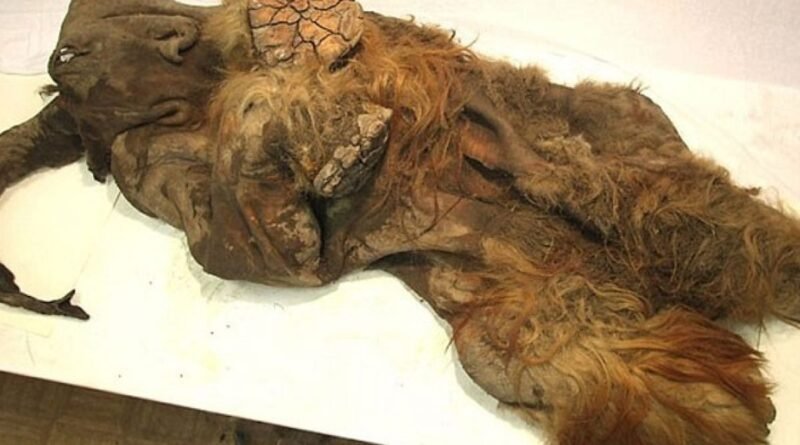 Esqueleto de mamute com aproximadamente 10 mil anos parcialmente exposto durante escavação científica conduzida por pesquisadores especializados em paleontologia.