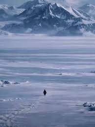 Caso de pinguim retratado em documentário ambiental ganha destaque na internet e ilustra como recortes de produções científicas podem gerar diferentes leituras fora do contexto original.