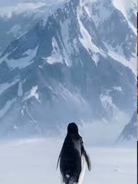 Repercussão de um trecho de documentário sobre pinguins que viralizou nas redes sociais e gerou debates sobre interpretação de imagens, contexto científico e o impacto da divulgação ambiental no ambiente digital.