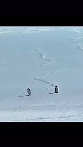 Cena de documentário envolvendo um pinguim chama atenção do público online e levanta discussões sobre edição audiovisual, preservação ambiental e a forma como conteúdos científicos são consumidos nas redes.