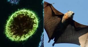 Ilustração informativa mostra o contexto do vírus Nipah, um patógeno zoonótico monitorado por autoridades de saúde após novos casos registrados na Índia, com atenção voltada à vigilância epidemiológica internacional.