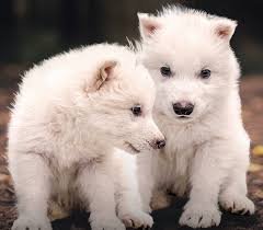 Descrição geral sobre armazenamento criogênico de DNA e conservação de espécies.