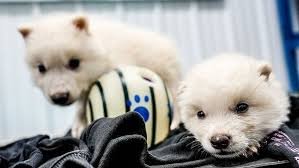 Explicação ampla sobre biobancos e o papel da biotecnologia na preservação genética.