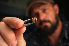 Explicação ampla sobre como fósseis microscópicos ajudam a entender a recuperação dos ecossistemas após extinções globais.