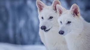 Texto explicativo sobre a criação de um biobanco genético e seus objetivos científicos.