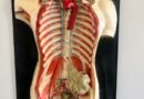 a medical model of the back of a human body