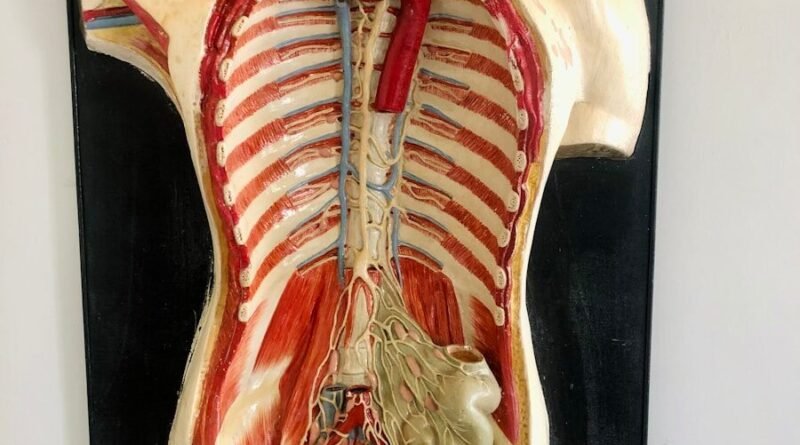 a medical model of the back of a human body