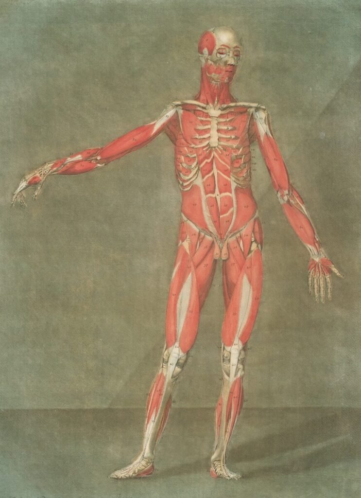 An anatomical drawing of the human muscular system