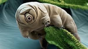 Explicação ampla sobre a ideia científica do “último animal vivo” como modelo teórico de resiliência biológica.